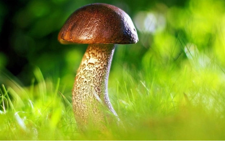 Letošní sezóna bouřek, srážek i povodní přeje houbařům. Z českých lesů by si mohli odnést houby za čtyři miliardy