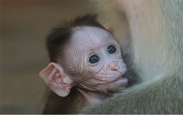 V zoo mají nový přírůstek! Narodilo se tu mládě makaka kápového
