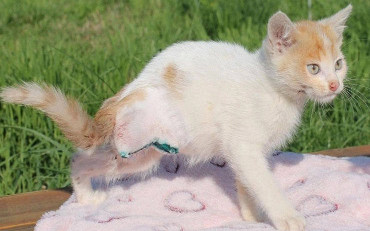 Malý vzrůstem, přesto velký bojovník! Perníček byl kousek od smrti, teď se zase raduje ze života