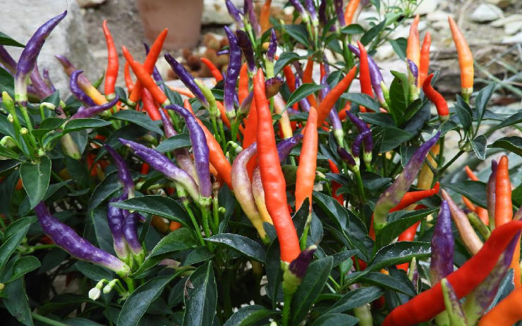 TIP NA VÝLET: Máte rádi chilli papričky? Tyto exotické pálivé krásky si teď můžete přijít prohlédnout zblízka