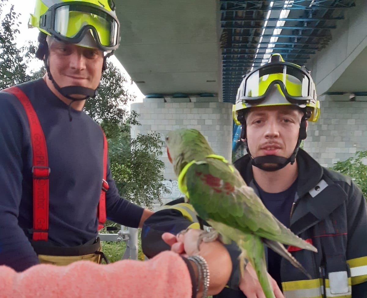 Děčín: Vzácný papoušek se zamotal do větví stromu. Na pomoc vyjeli hasiči