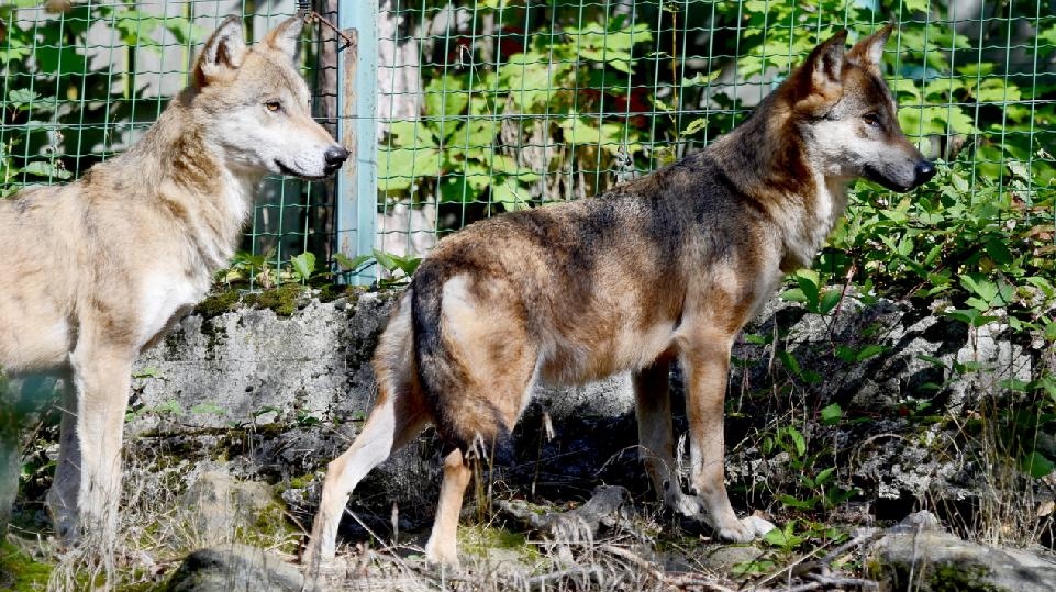 OBRAZEM: V děčínské zoologické zahradě jsou po dvou letech znovu vlci