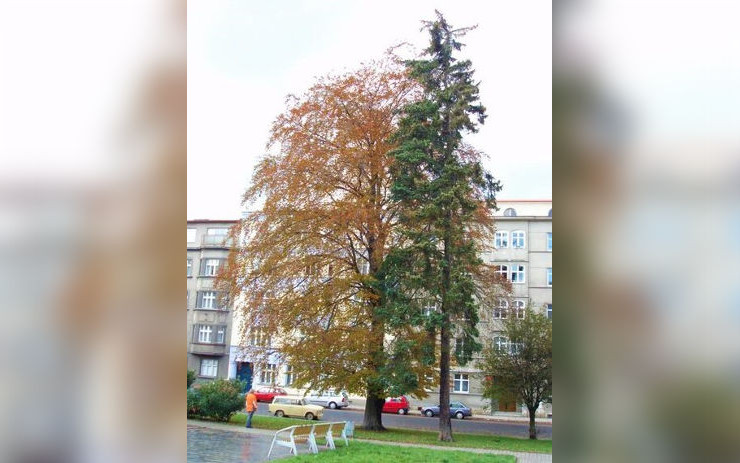 Buk v ulici 28. října půjde k zemi. Může za to jeho špatný stav