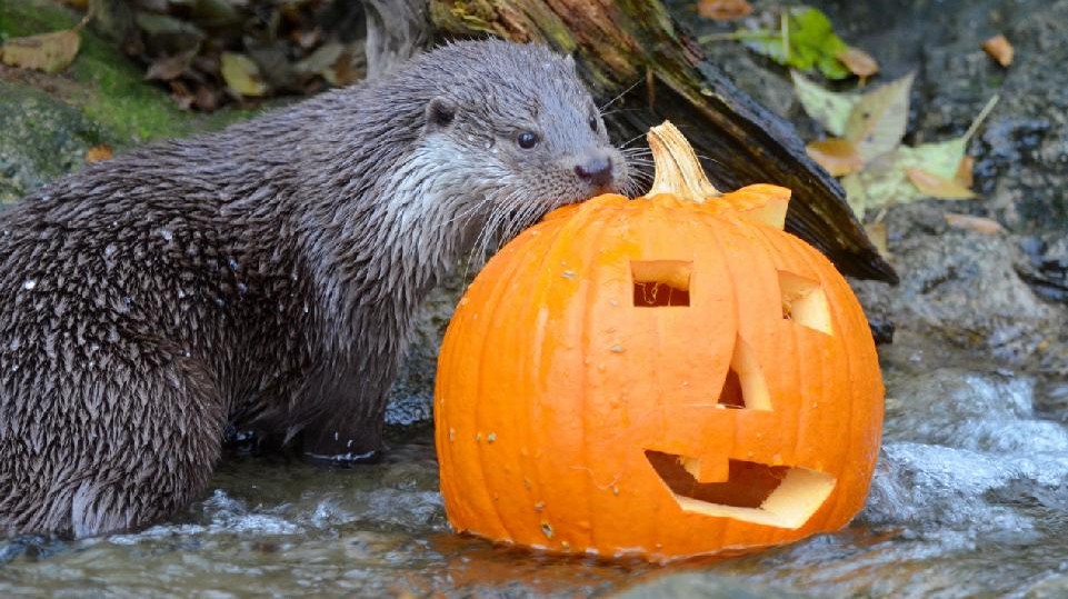 Foto: Zoo připravila pro zvířata opět dýňové hody