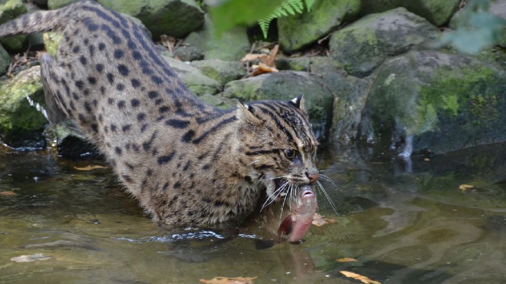 Foto: Děčínská zoo připomněla Světový den kočky rybářské 