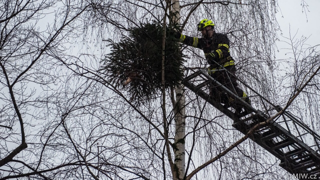 Foto: Hasiči sundavali stromeček ze stromu. Při pádu mohl někoho zranit