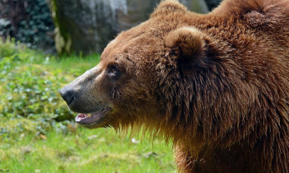 Děčín: Bruno bude mít 6. narozeniny, lidé mu mohou poslat přání a vyhrát triko