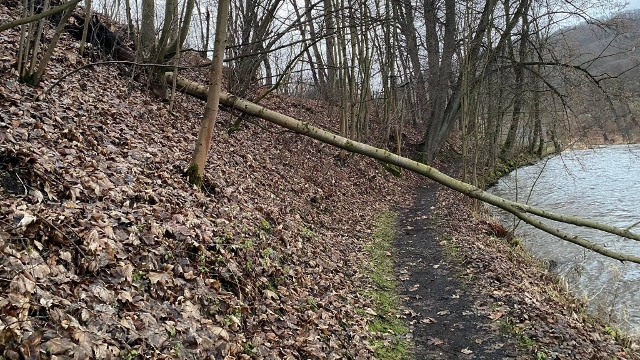 Benešov nad Ploučnicí: Hasiči vyjížděli odstranit strom z cyklostezky a k odstranění větví hrozících pádem