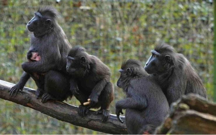 Zoo hlásí první letošní mláďata! Na svět přišli makak, veverky a klokani