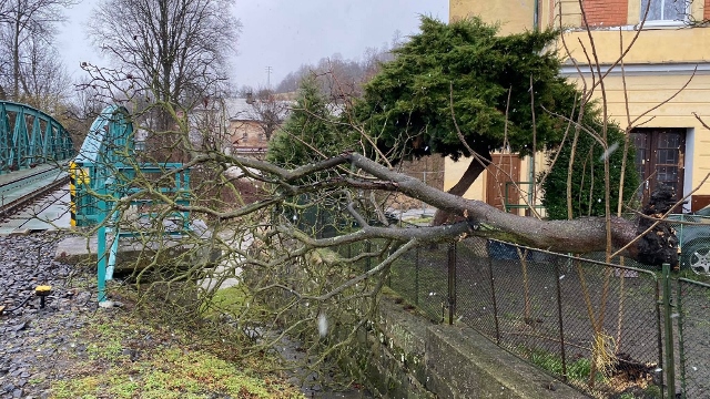 Foto: Hasiči z Benešova nad Ploučnicí vyjeli odstranit spadlý strom