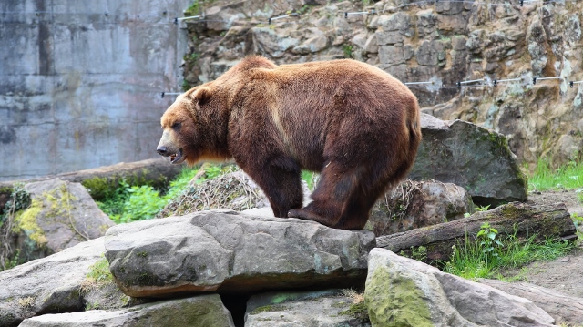 Děčín: Zoo připravila na víkend Darwinovu stezku, připomene slavného vědce