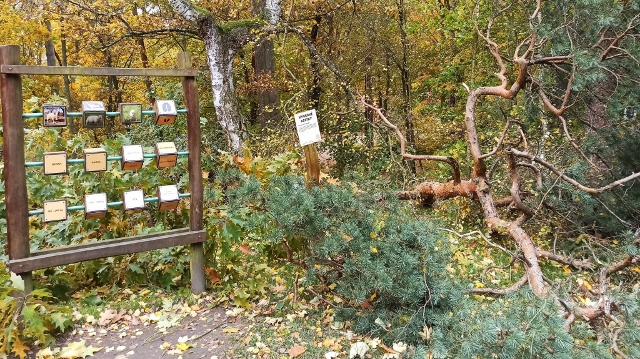 Aktuálně! V zoo Děčín došlo k pádu stromu. Zahrada z bezpečnostních důvodů do 12 hodin zavírá