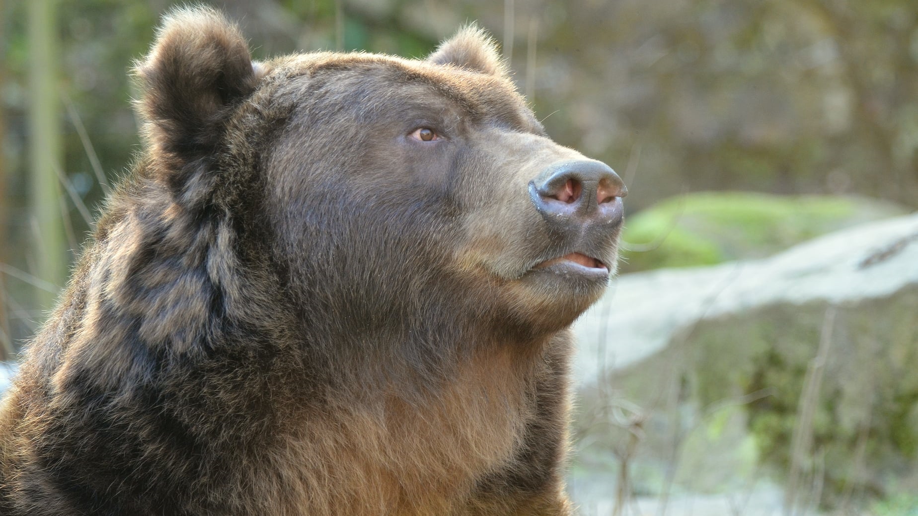 Zoo Děčín nabídne v rámci Mezinárodního dne žen levnější vstupné a bude rozdávat dárečky