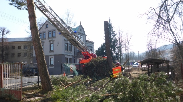 Foto: V Jílovém u hlavní silnice musely jít k zemi dva stromy. Do brzkého budoucna hrozil i jejich pád