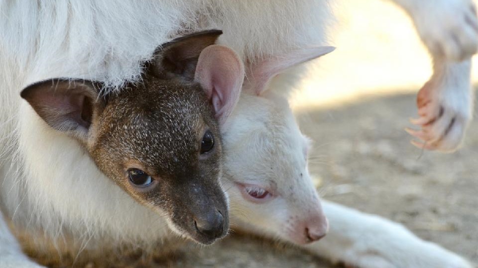 Foto: Klokaní mládě chodí v děčínské zoo na návštěvu do vaku jiné klokanici