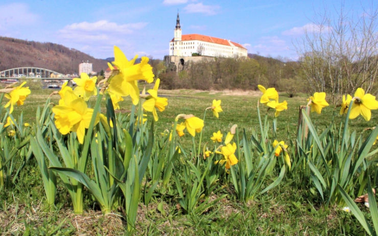 Obyvatelům Děčína se nabízí hezký pohled na rozkvetlé květiny. Dvě místa ve městě zkrášlují cibuloviny