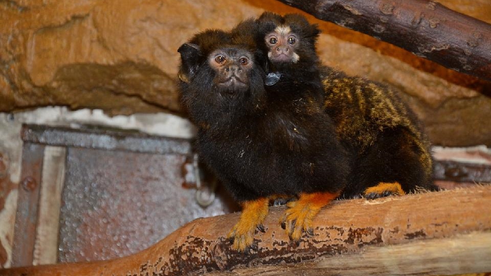 Zoo Děčín: O mládě žlutorukého tamarína se stará samec 