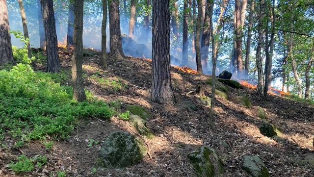 Foto: Ve středu odpoledne hořelo v lese nad školou. Na místo jely tři jednotky hasičů