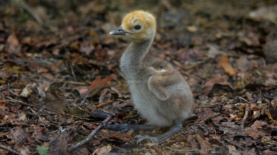 Zoo Děčín: Jeřábi panenští se úzkostlivě starají o jedno mládě