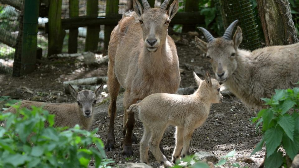 Foto: Kozorožcům kavkazským se v děčínské zoo daří