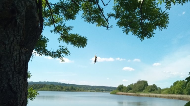 Foto: Ptáček visel na vlasci ze stromu. Na pomoc mu vyjeli hasiči