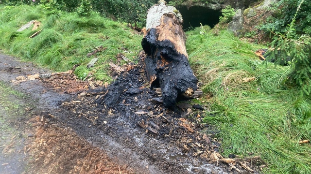 Hřensko: V lese u Suché Bělé hořel kmen stromu. Z místa bylo slyšet i několik ran, jako od petard