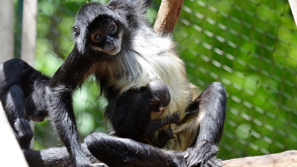 Zoo Děčín hlásí odchov roku! Přírustek ve skupině chápanů středoamerických mexických