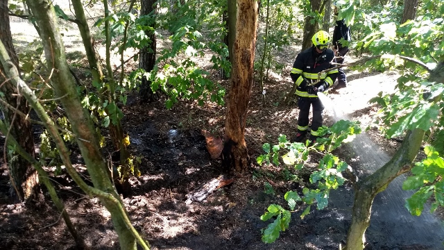 Foto: Hasiči v úterý dopoledne likvidovali požár lesního porostu u zahrádek na Letné