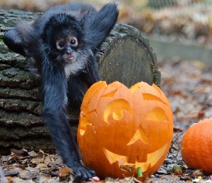 Foto: Děčínská zoo shání dýně a zve Vás do její Strašidelné zoo