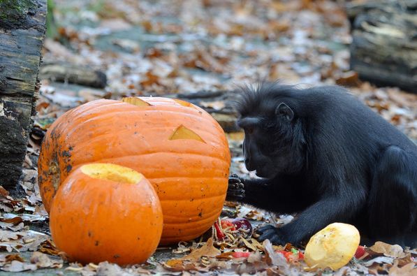 Děčínská zoo od nového roku mírně zdraží vstupné