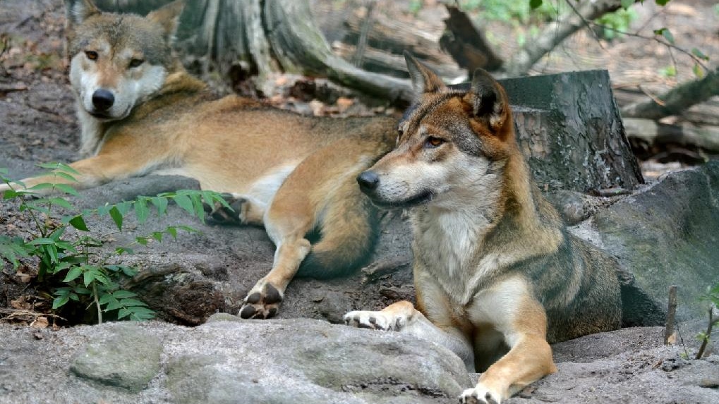 Zoo Děčín bilancuje: Návštěvnický rekord nám utekl jen o chlup 