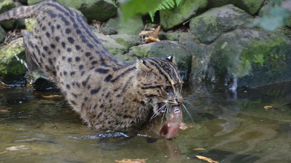 Děčín: Zoo opět připomíná Světový den kočky rybářské a Světový den mokřadů 