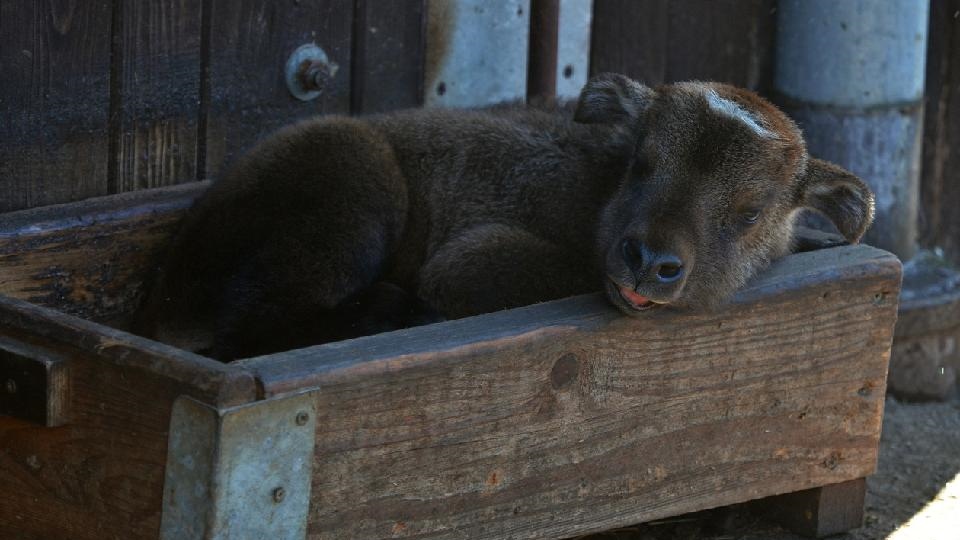 Děčín: V zoo se narodilo mládě vzácného takina indického