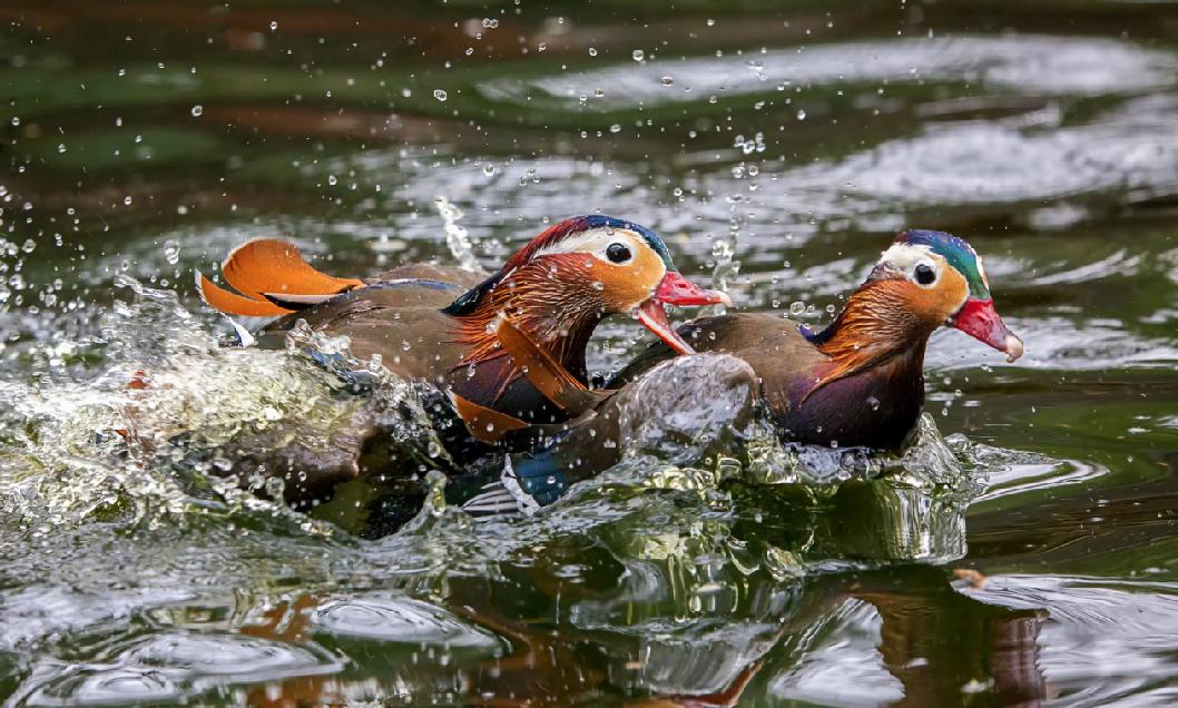 Sobota bude v děčínské zoo patřit opeřencům 