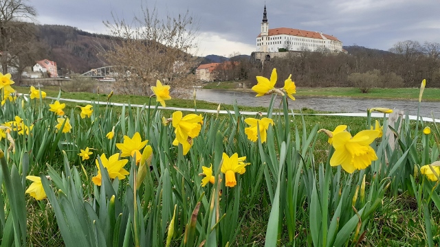 Děčín: Také letos město prozáří narcisy a tulipány