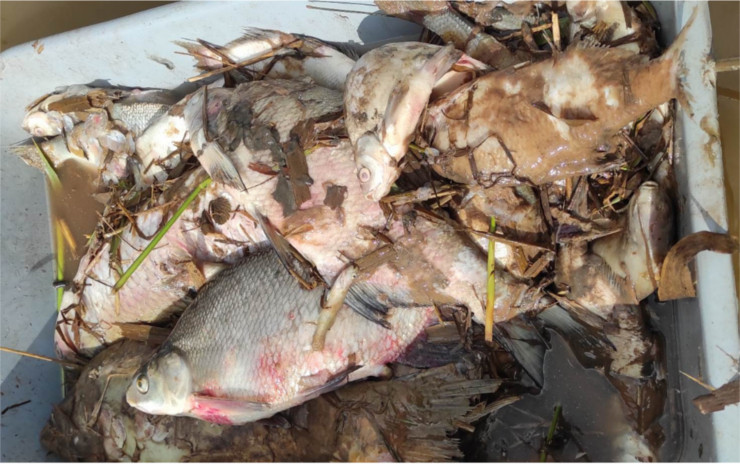 FOTO: V nádrži Velká Černoc se objevují další stovky mrtvých ryb
