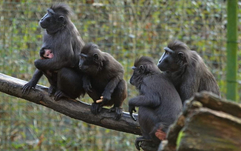 Zoo je opět otevřena, někteří makakové jsou ale stále mimo areál