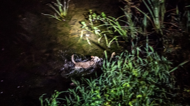 Foto: Hasiči zachraňovali psa. Byl v Mandavě ve vodě