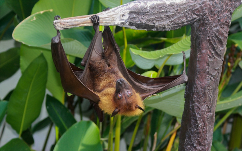 Novinka v zoo: Nenechte si ujít Noc pro netopýry!