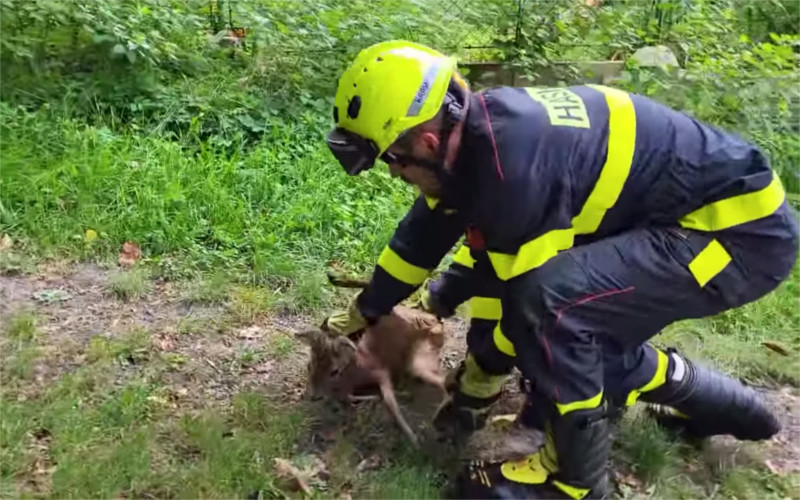 VIDEO: V potoce uvízla malá srnka, po pár neúspěšných pokusech se povedlo ji odchytit