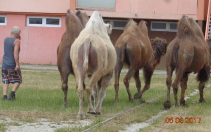 Žatečtí strážníci dostali neobvyklý úkol: Pochytat velbloudy na sídlišti